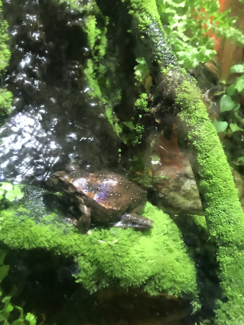 Frog ID