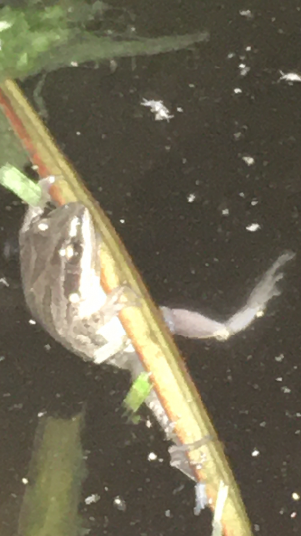 Frog ID?