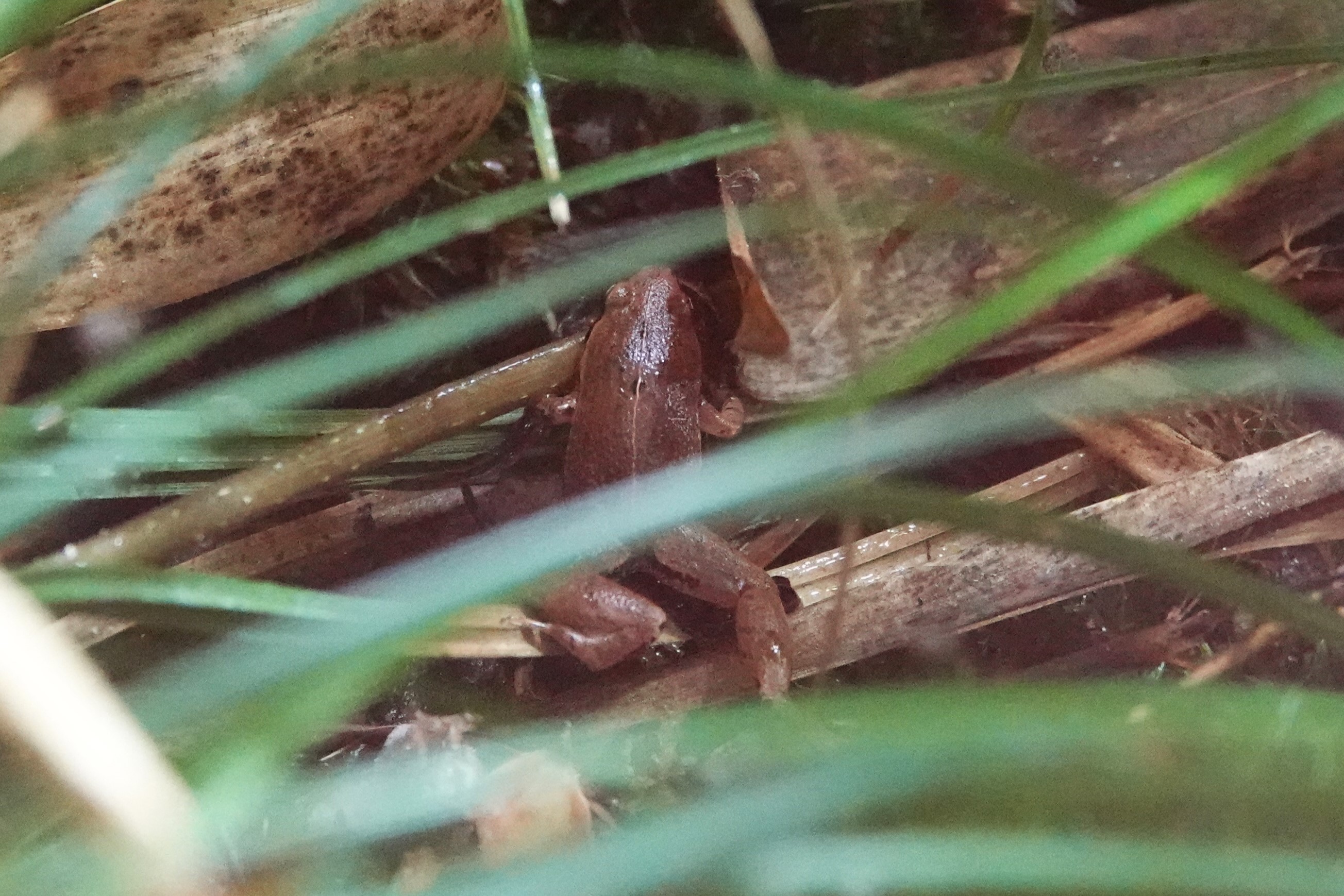 Frog ID