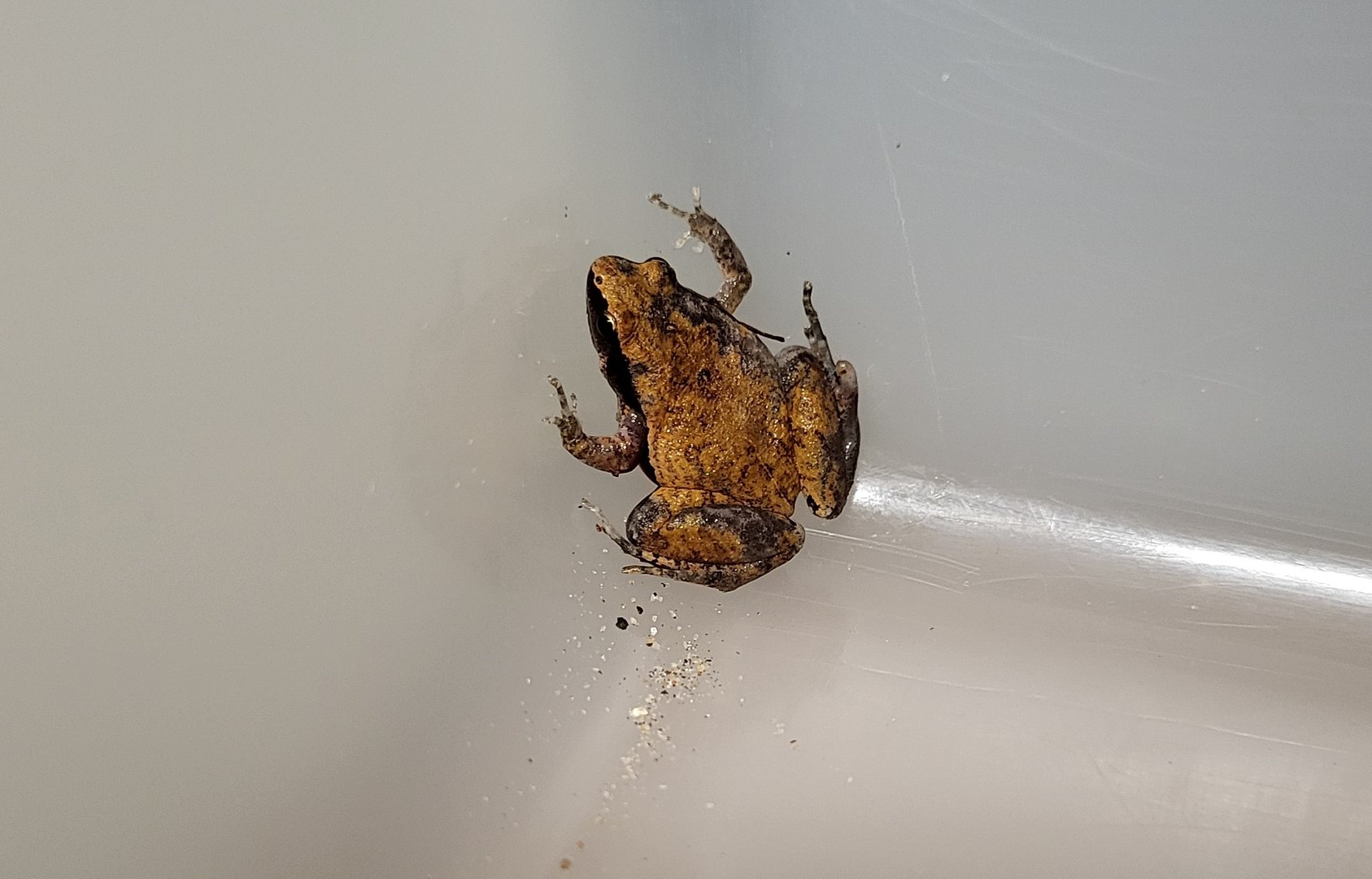 Frog ID