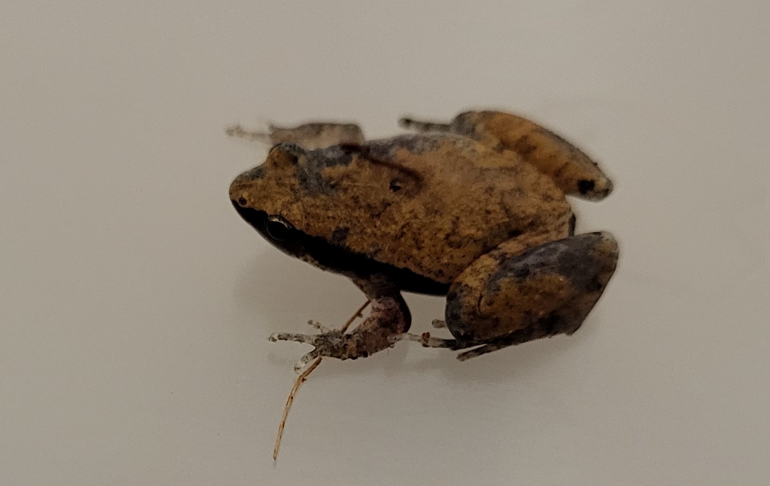 Frog ID