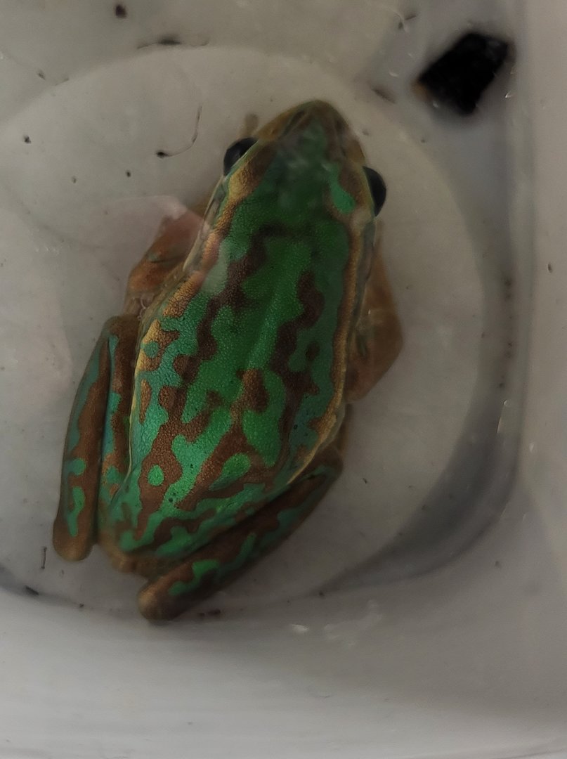 Frog ID