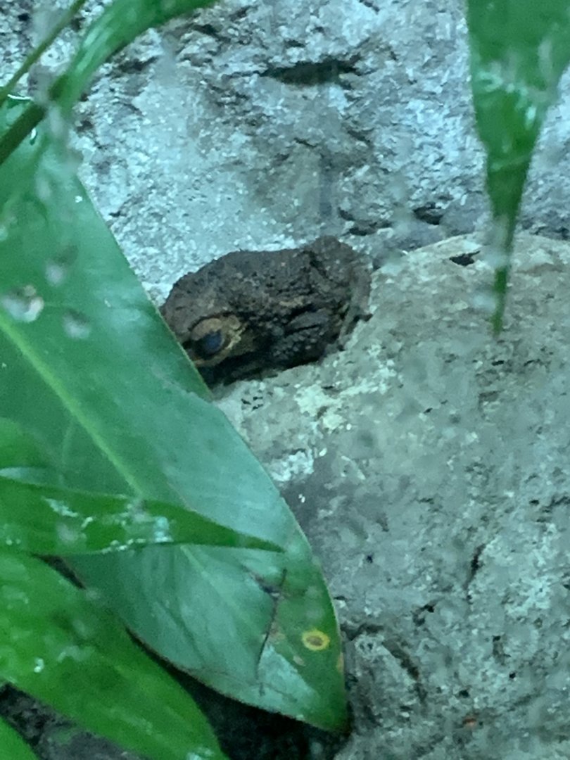 Frog ID?