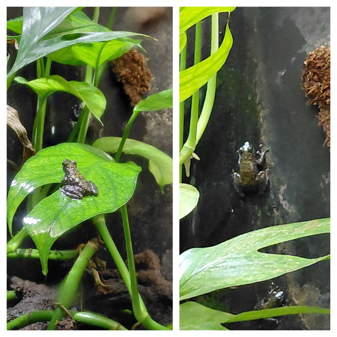 Frog ID?