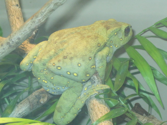 Frog in Jungle World