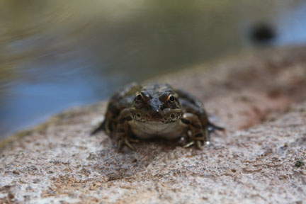 frog in Life On The Rocks