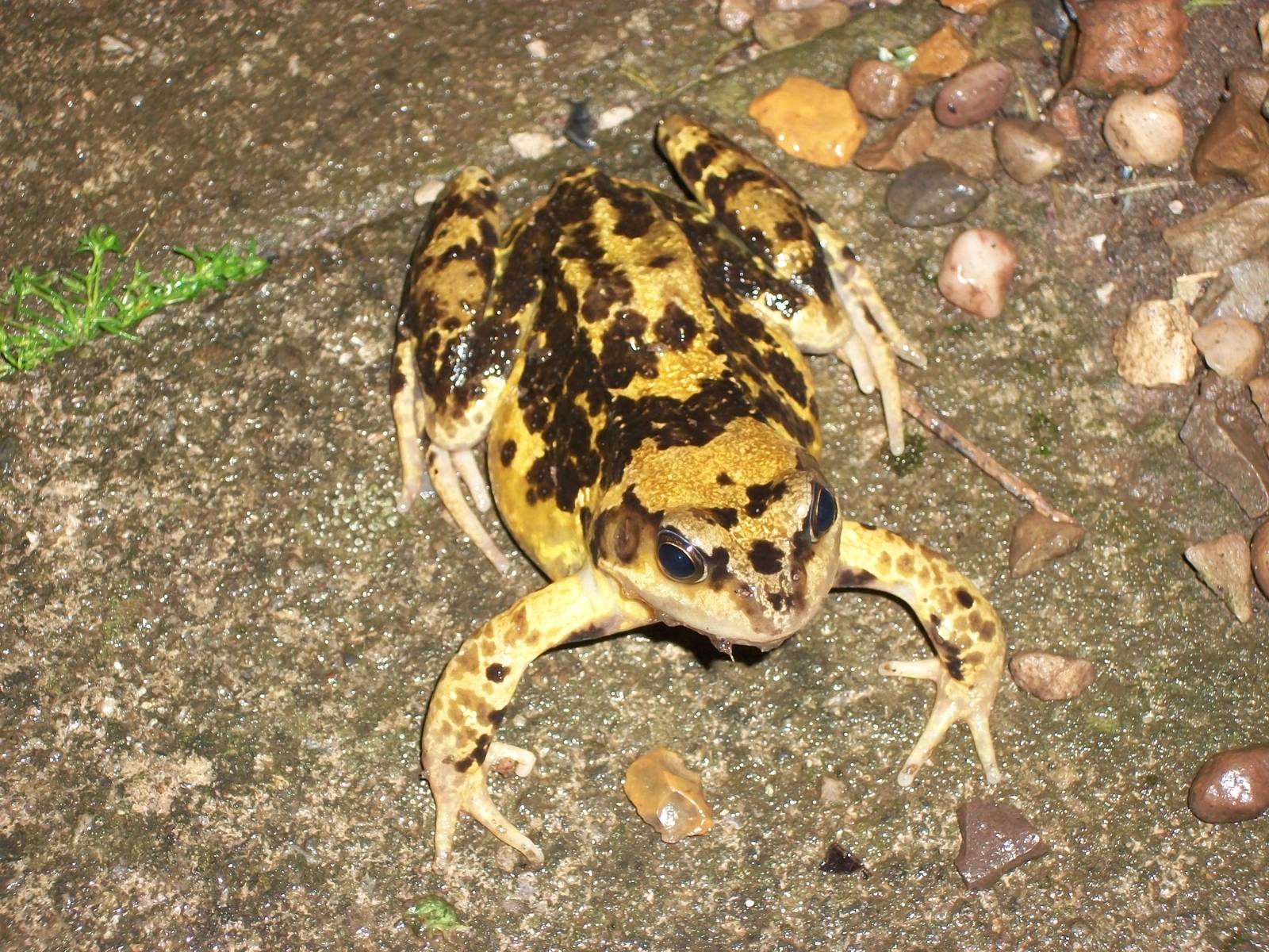 Frog in my garden 21st June 2013