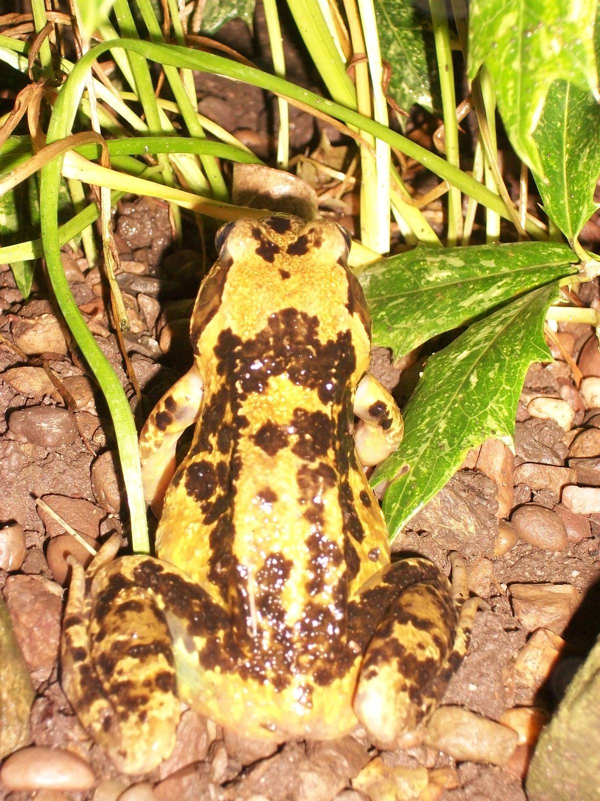 Frog in my garden 21st June 2013