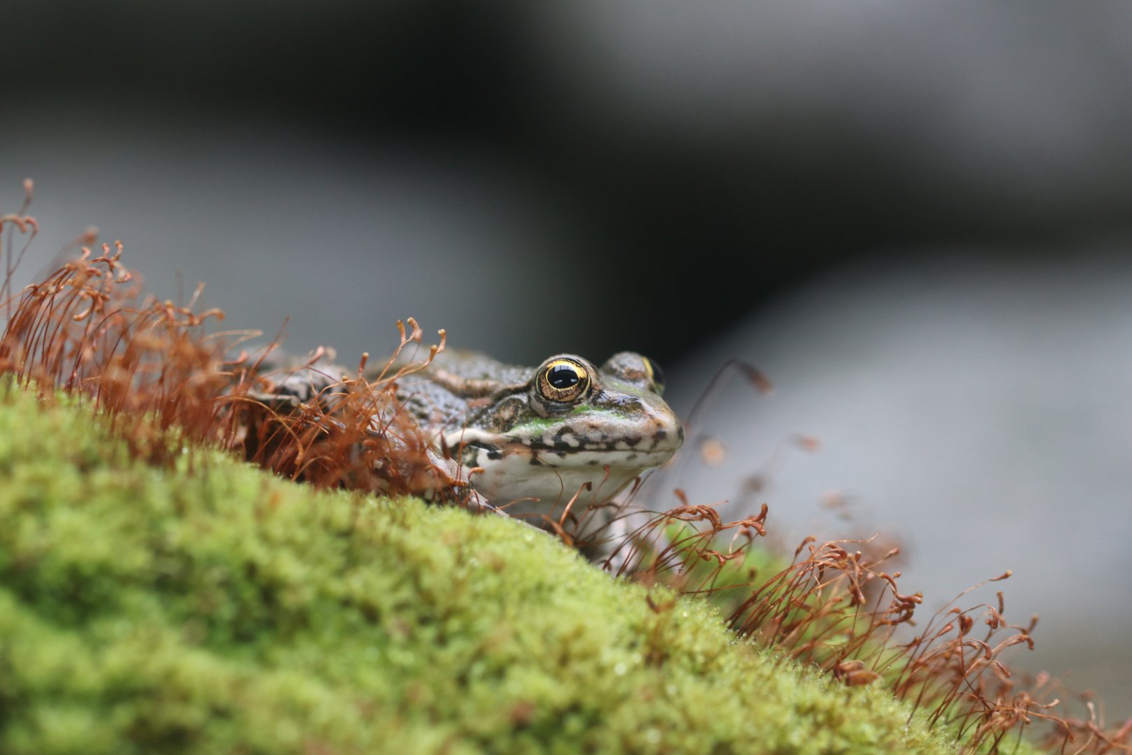 Frog in one of the snake terrariums