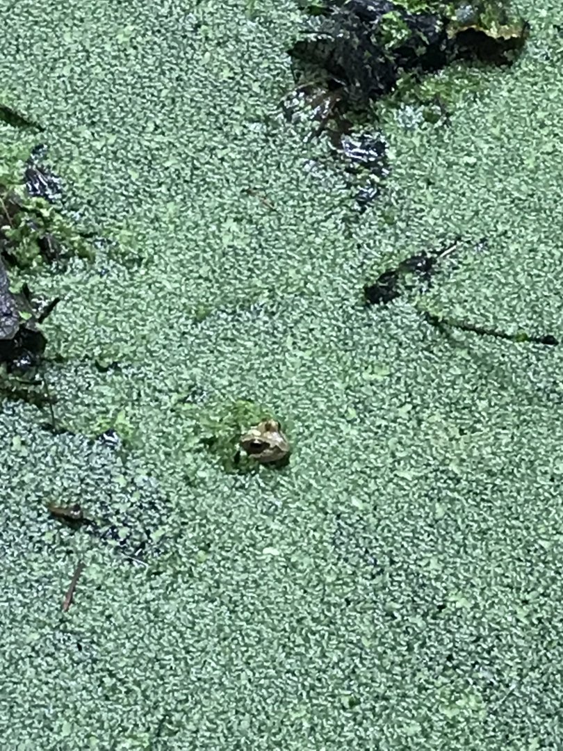 Frog in the wildlife garden pond
