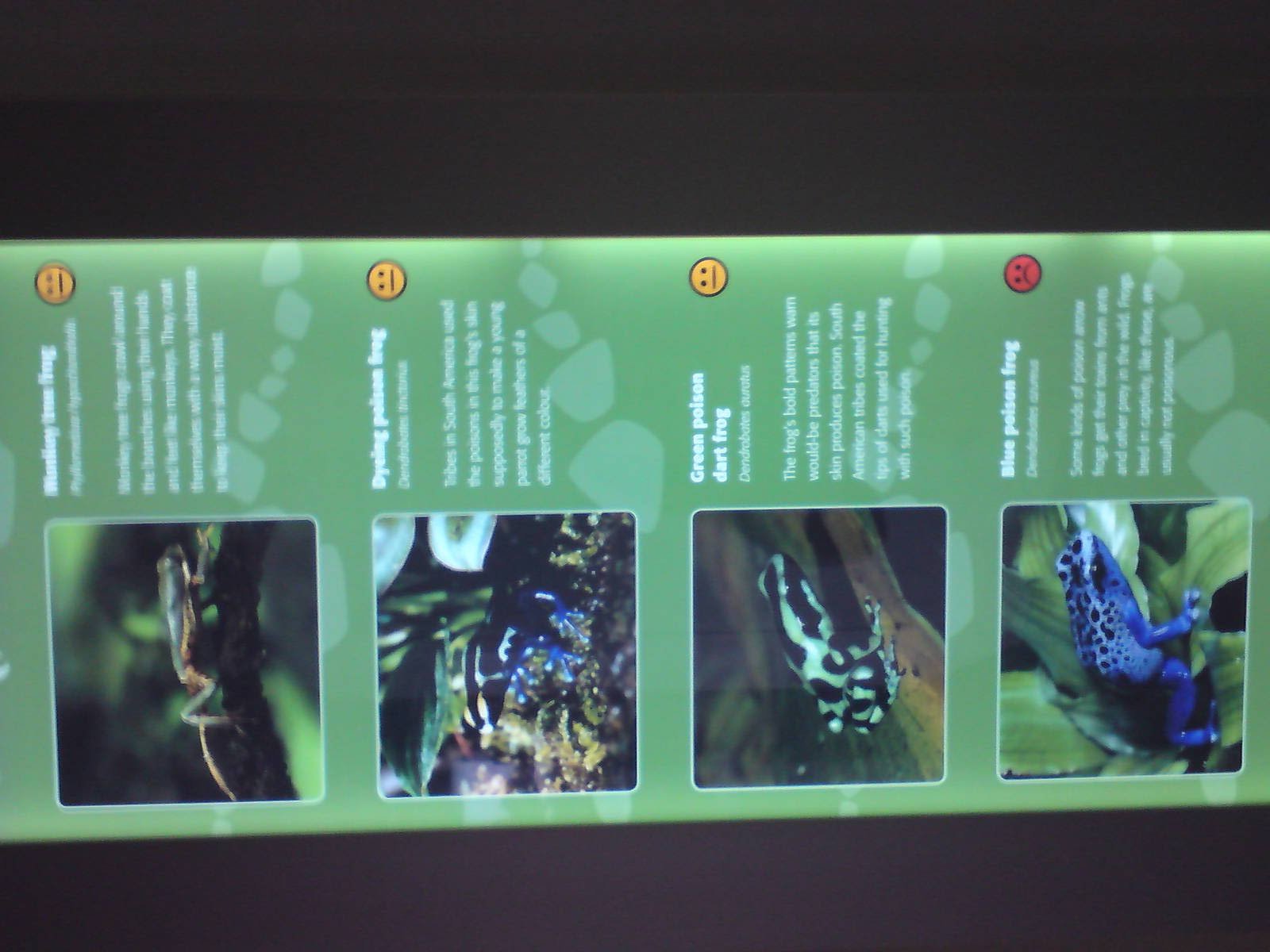 Frog information panel