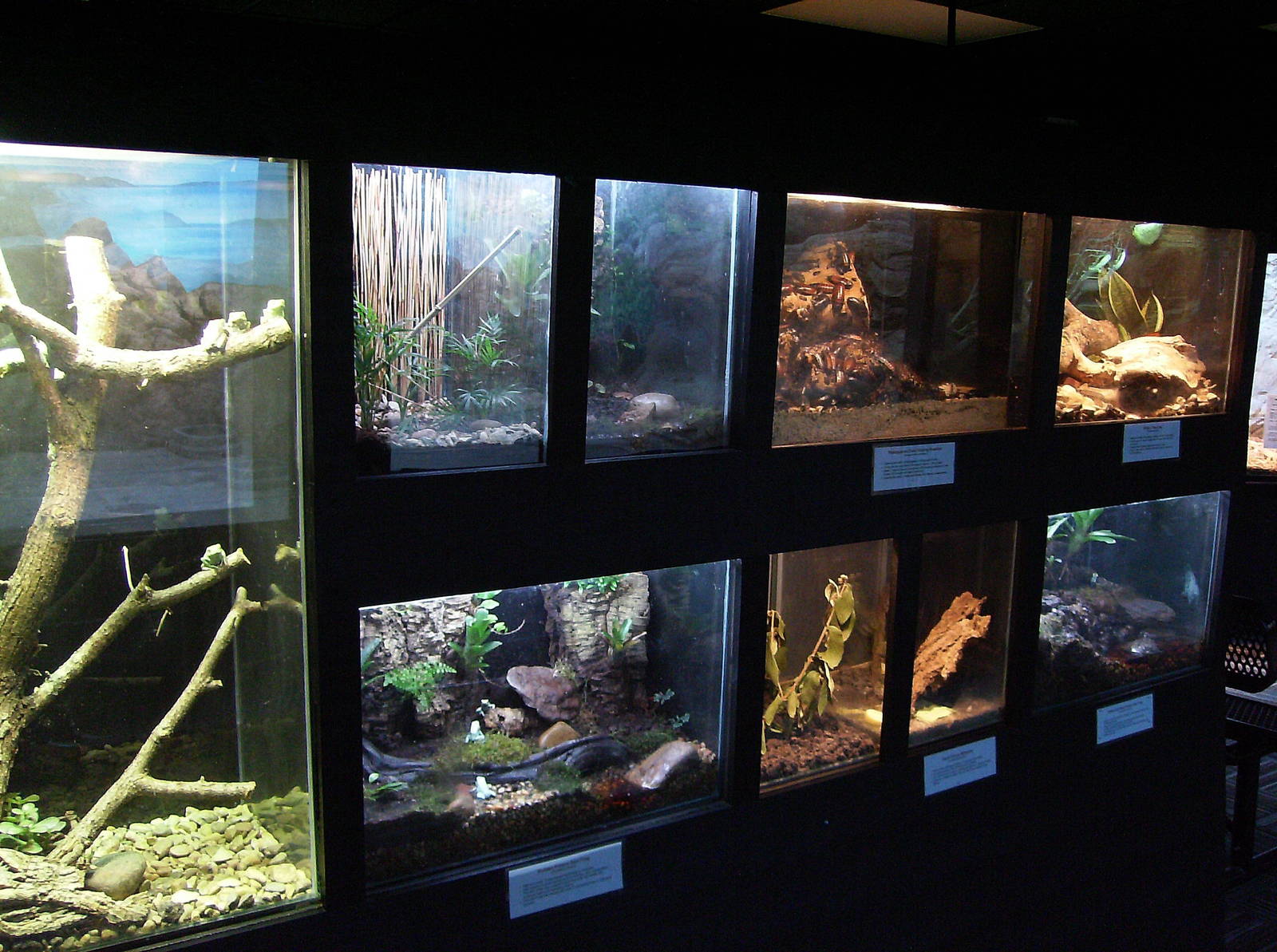 Frog/Invert Exhibits