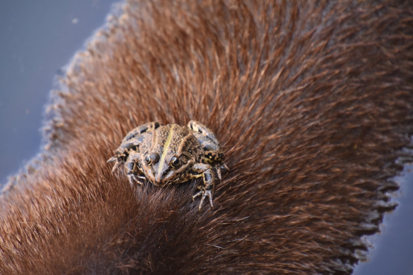 Frog lounging on a Tapir's back