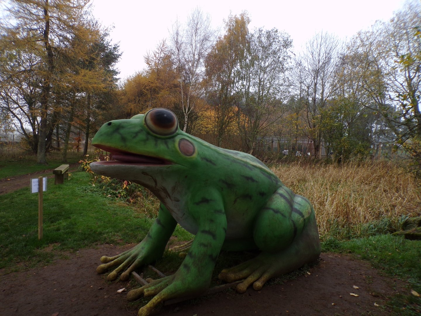 Frog model