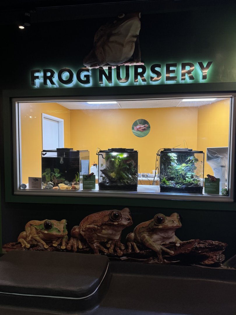 Frog Nursery