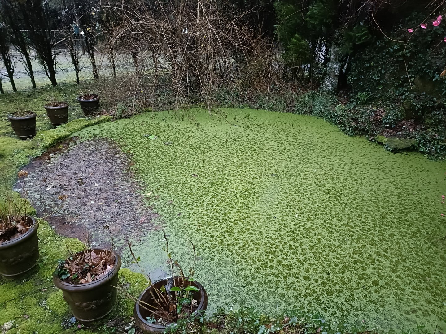 Frog pond - Avifauna Lugo