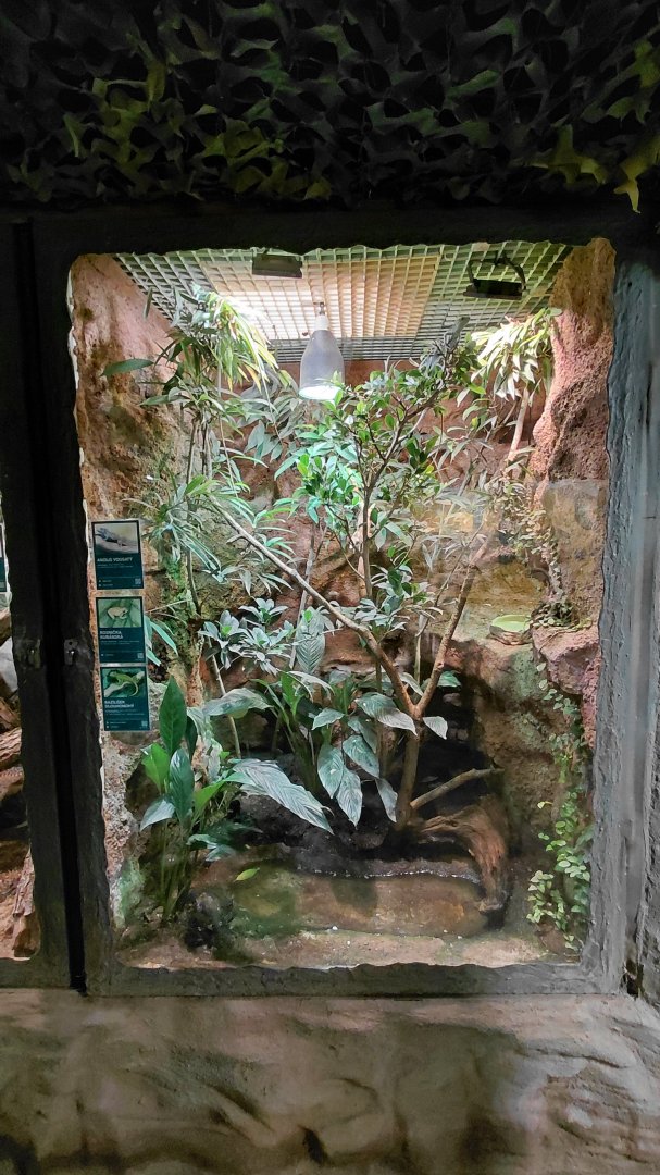 Frog + reptile exhibit