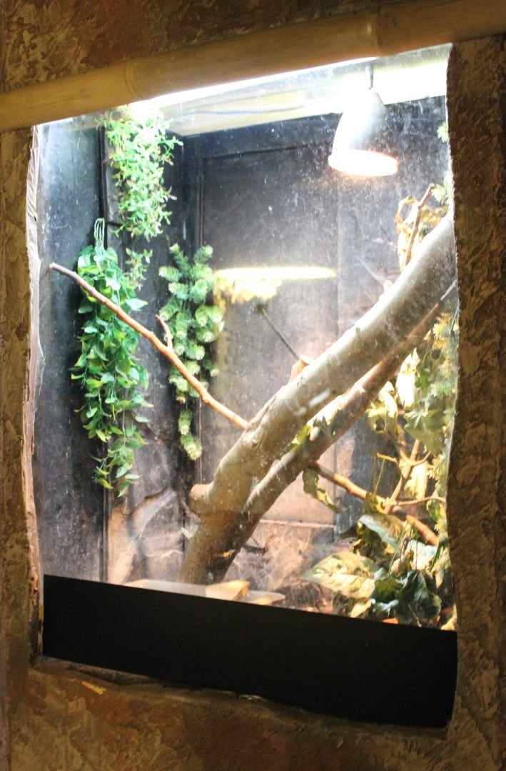 Frog - Salamander enclosure