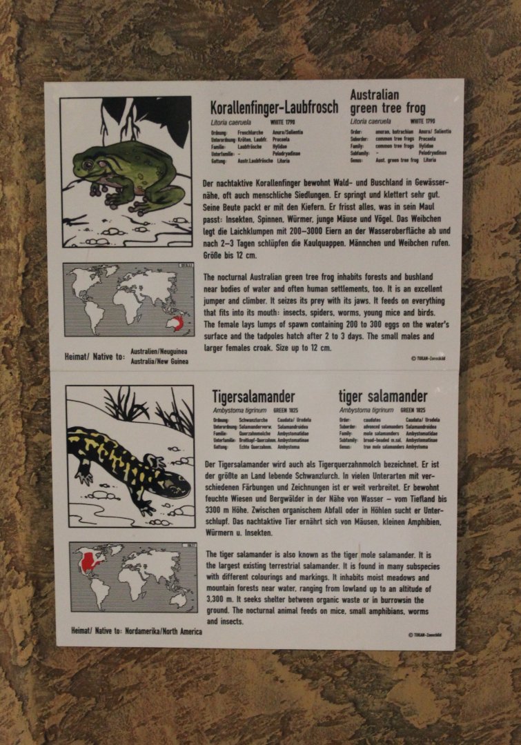 Frog - Salamnder signs