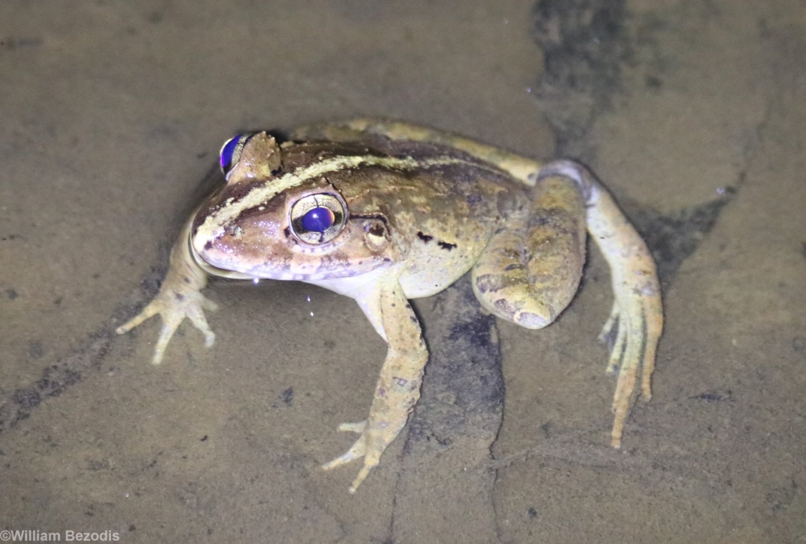 Frog Species - Fraser's Hill