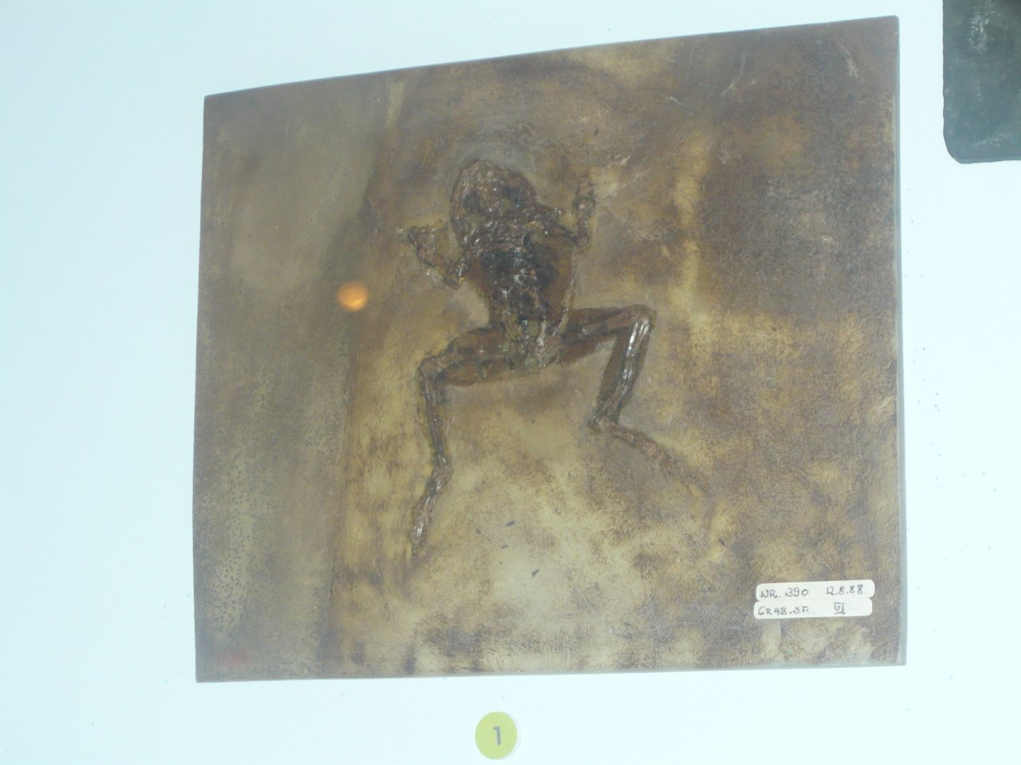 Frog species from Messel Pit
