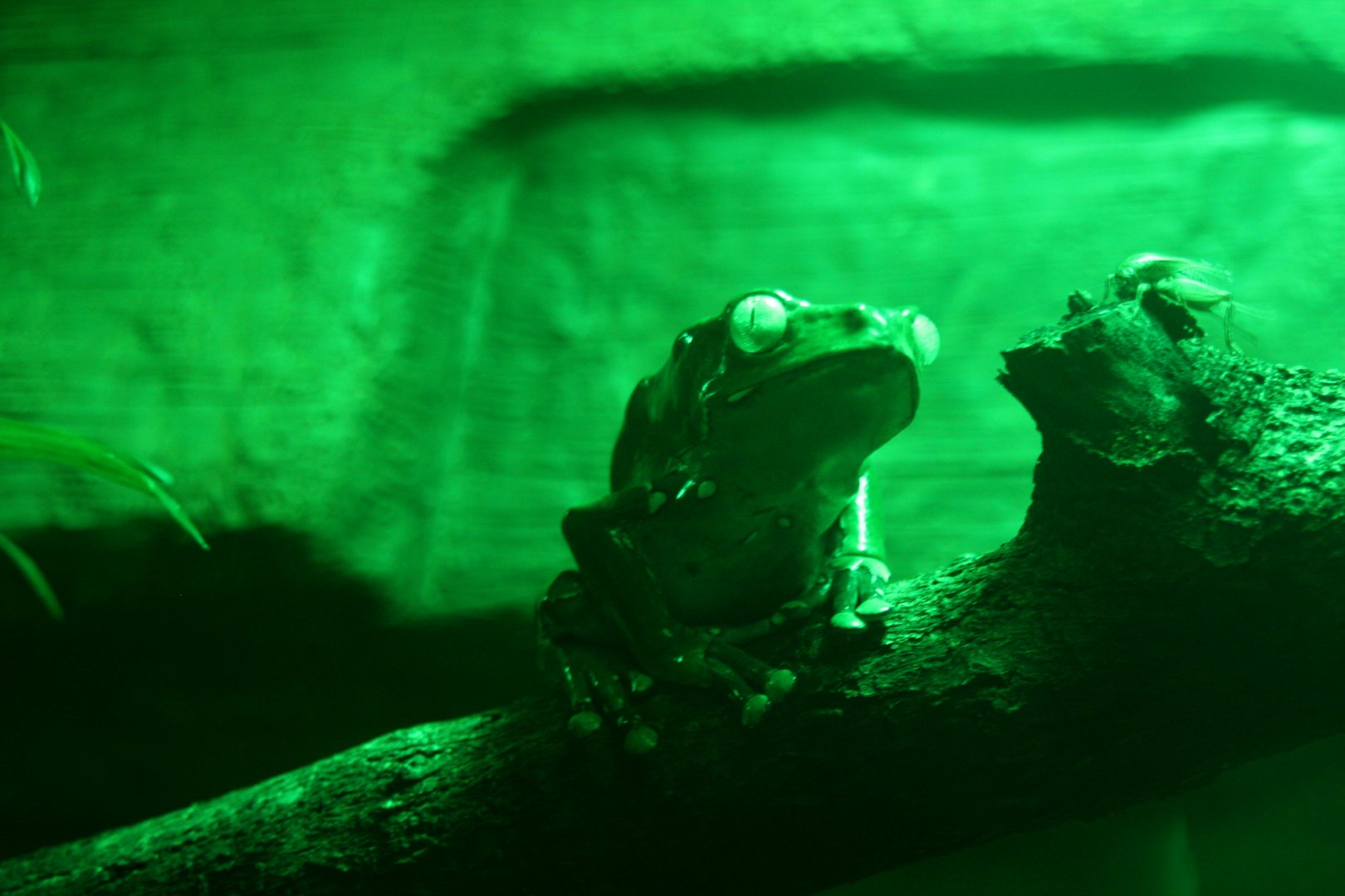 frog species id? 2013