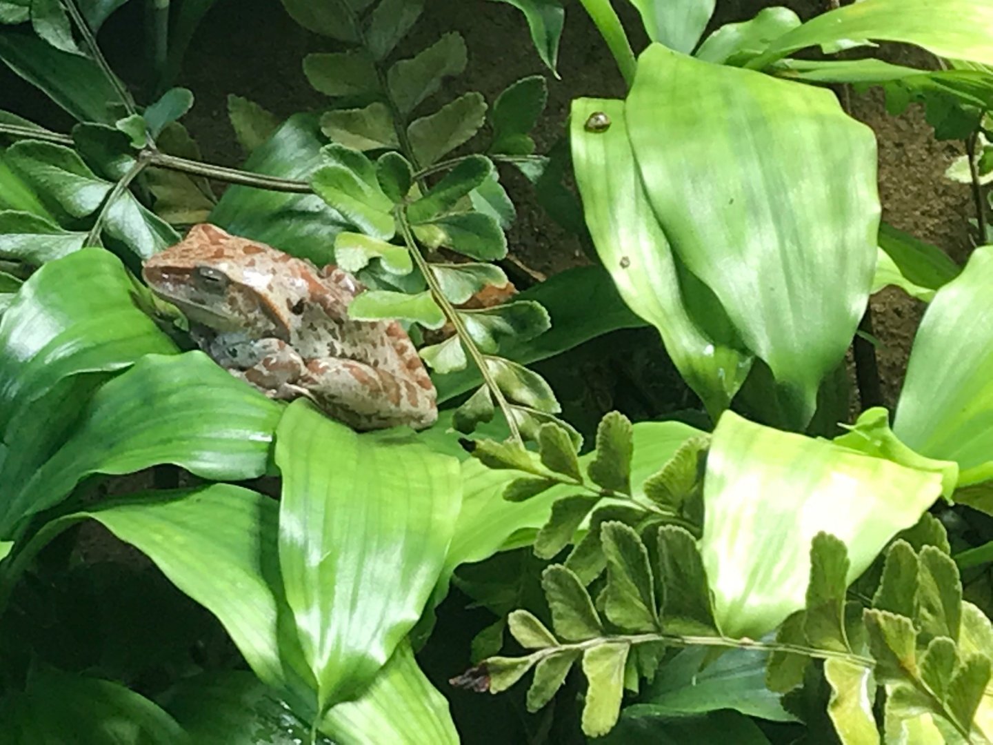 Frog species - ID please? 270118