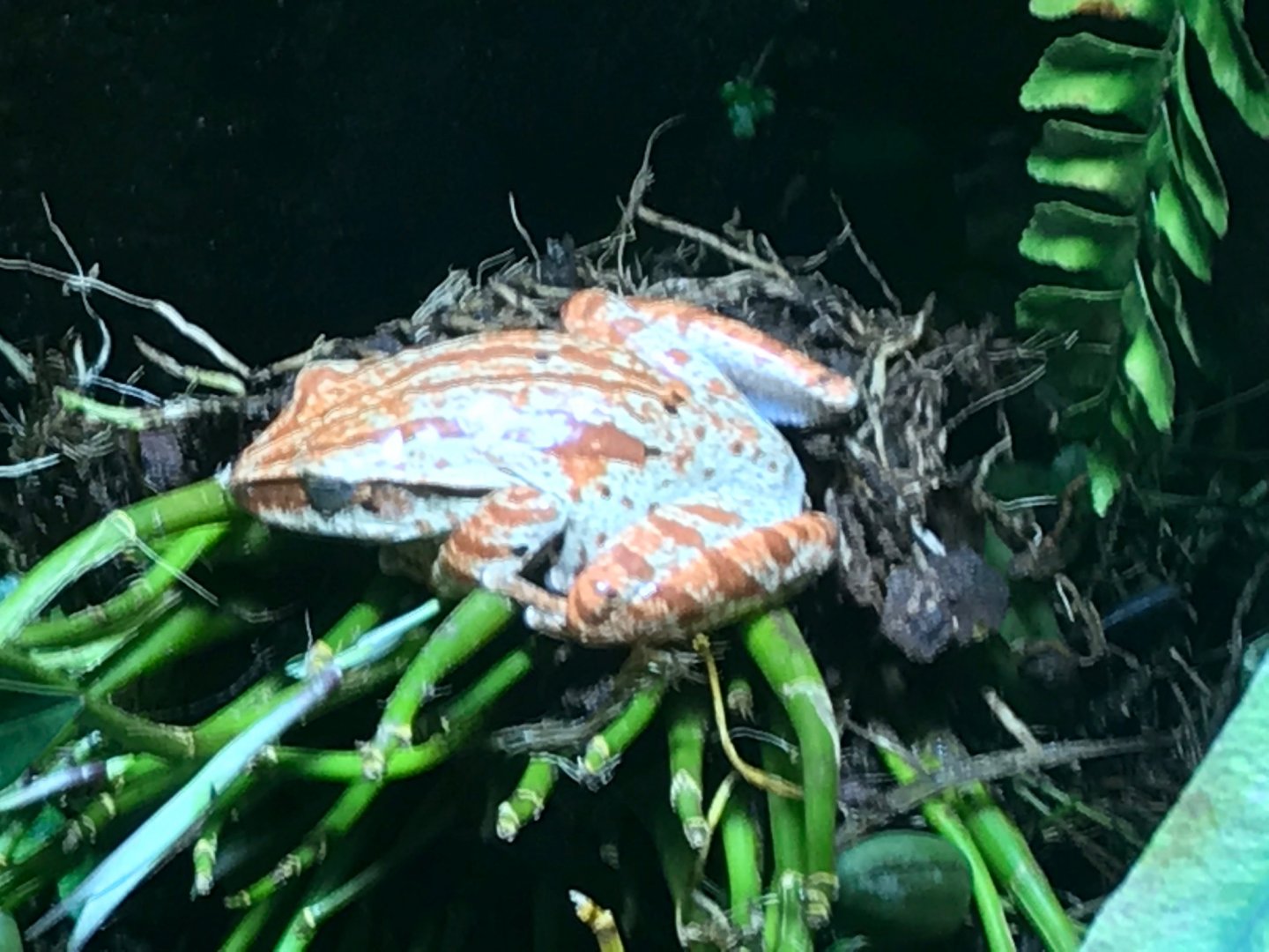 Frog species - ID please? 270118