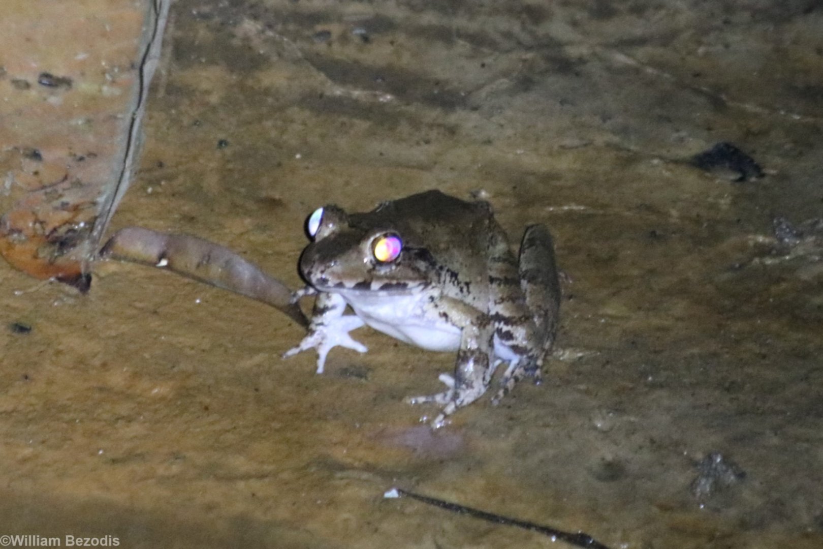 Frog Species  - Sepilok