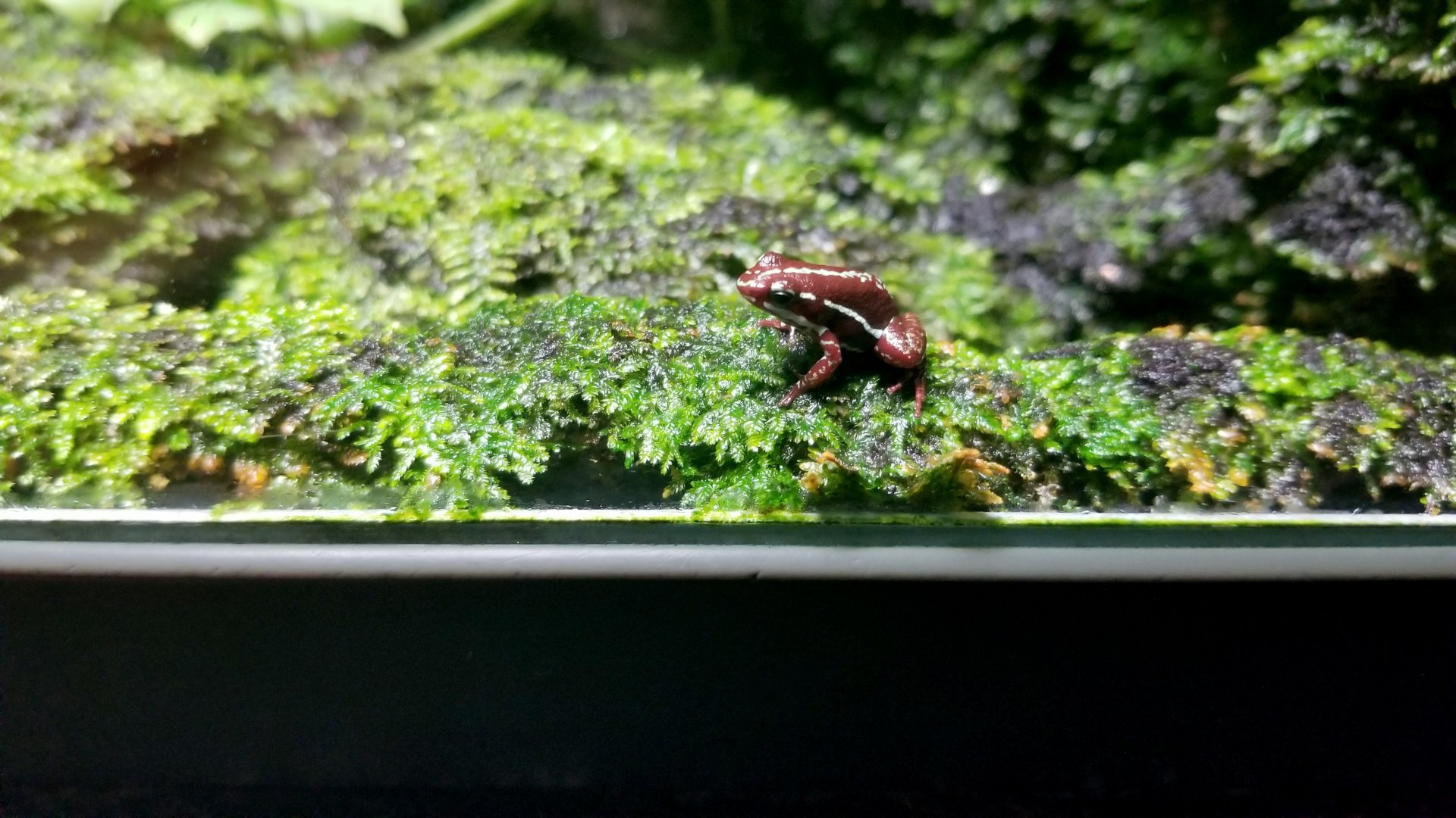Frog tank #6: Anthony's poison dart frog