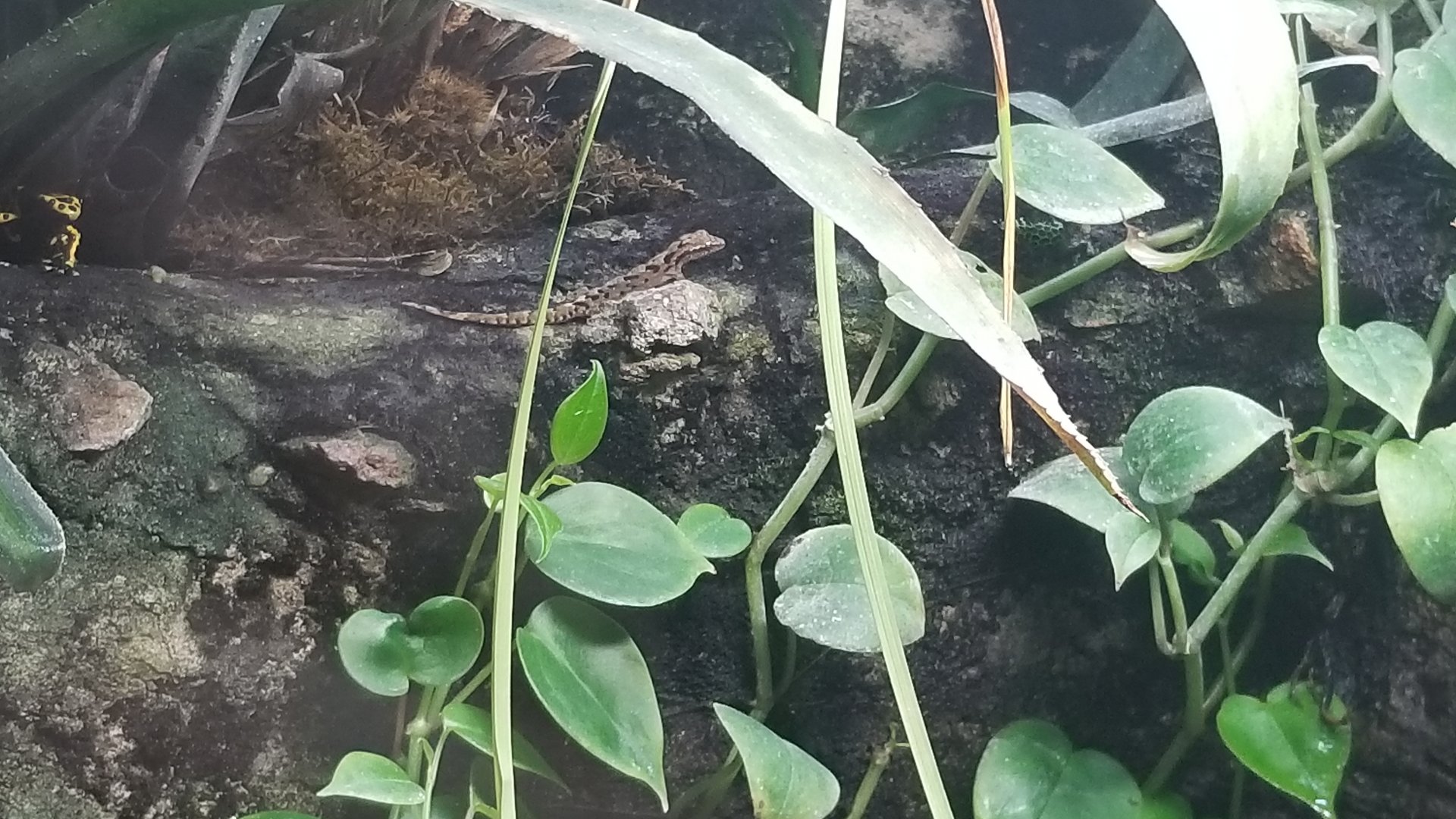 Frog tank #6: prehensile-tailed lizard