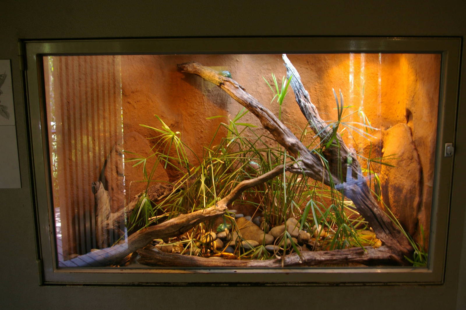 frog tank, Melbourne Zoo