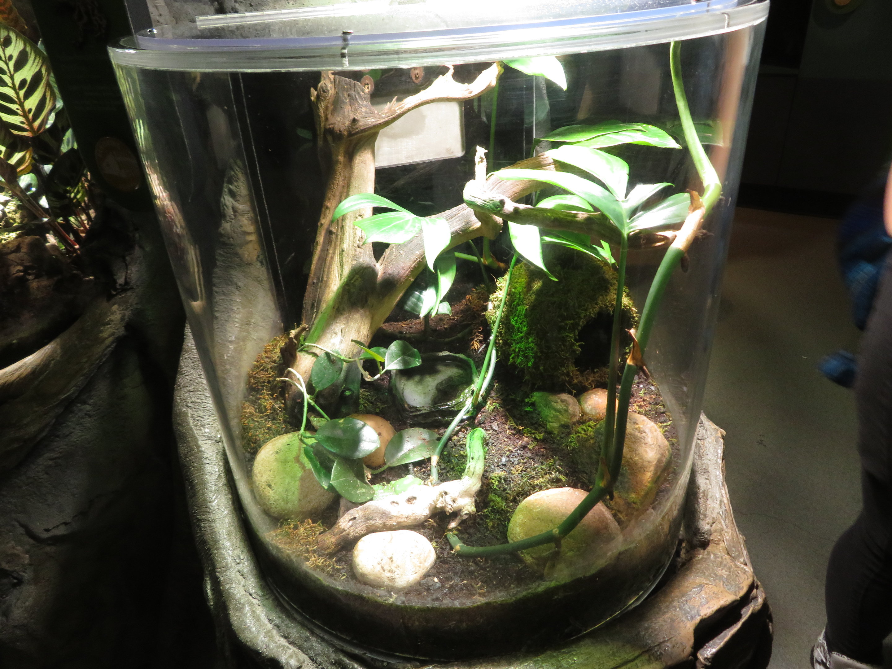 Frog Terrarium
