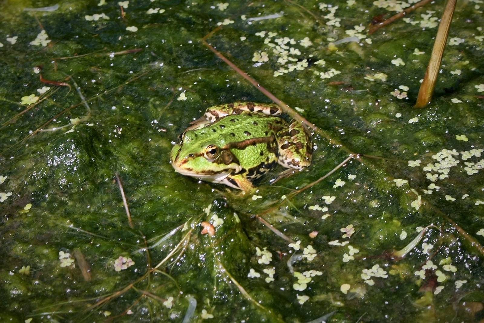Frog/Toad ID