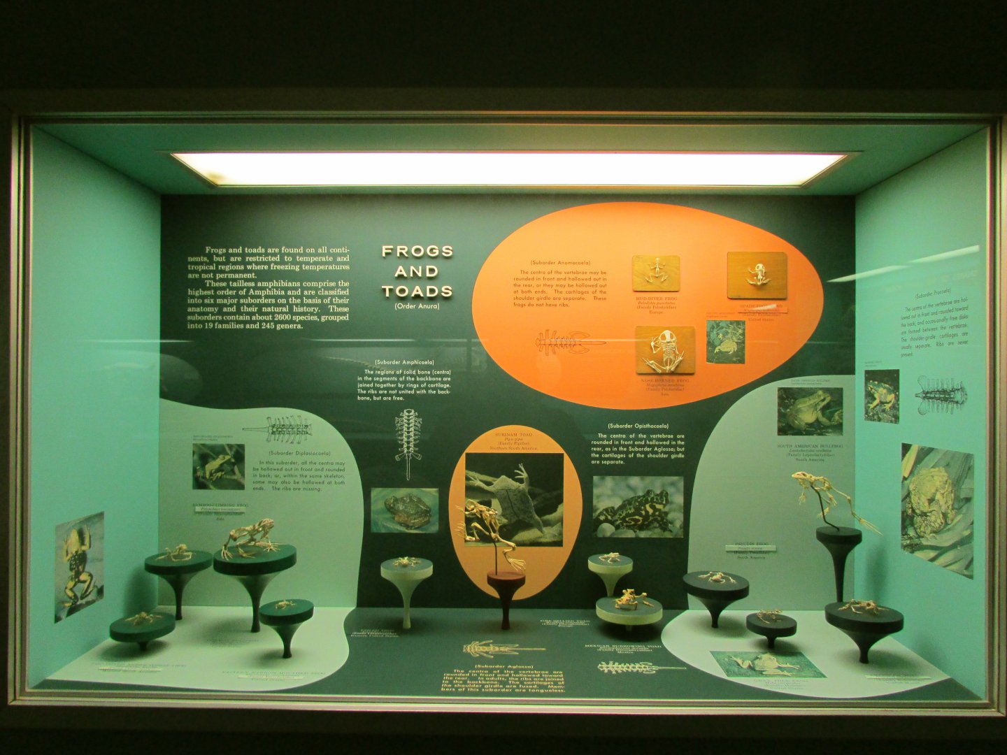 Frog & Toad Skeletons