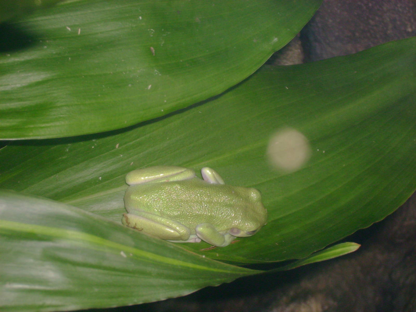 Frog... Unsure of species.