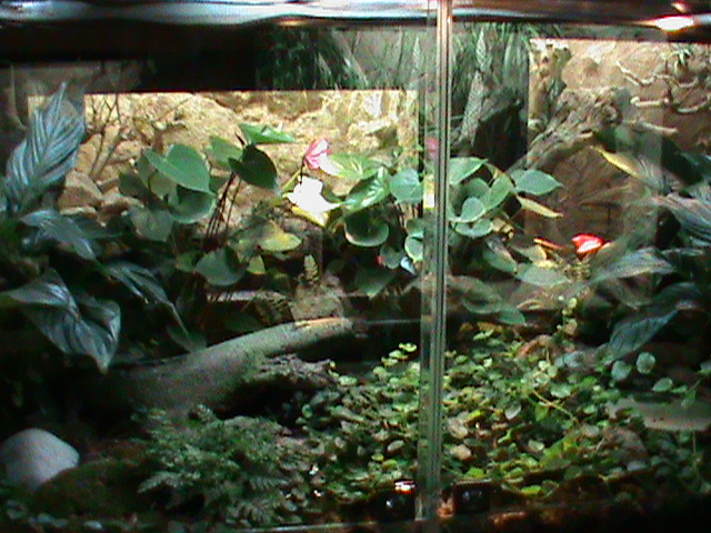 frog vivarium 041211