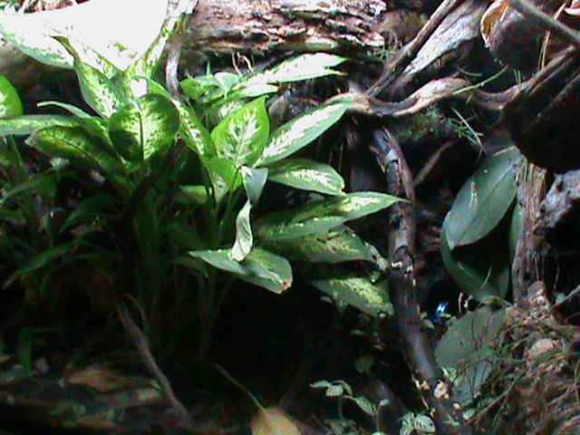 frog vivarium 080112