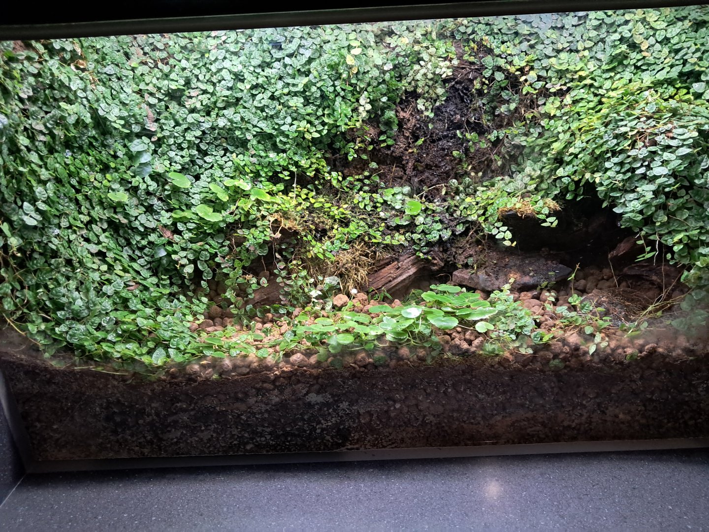 Frog vivarium
