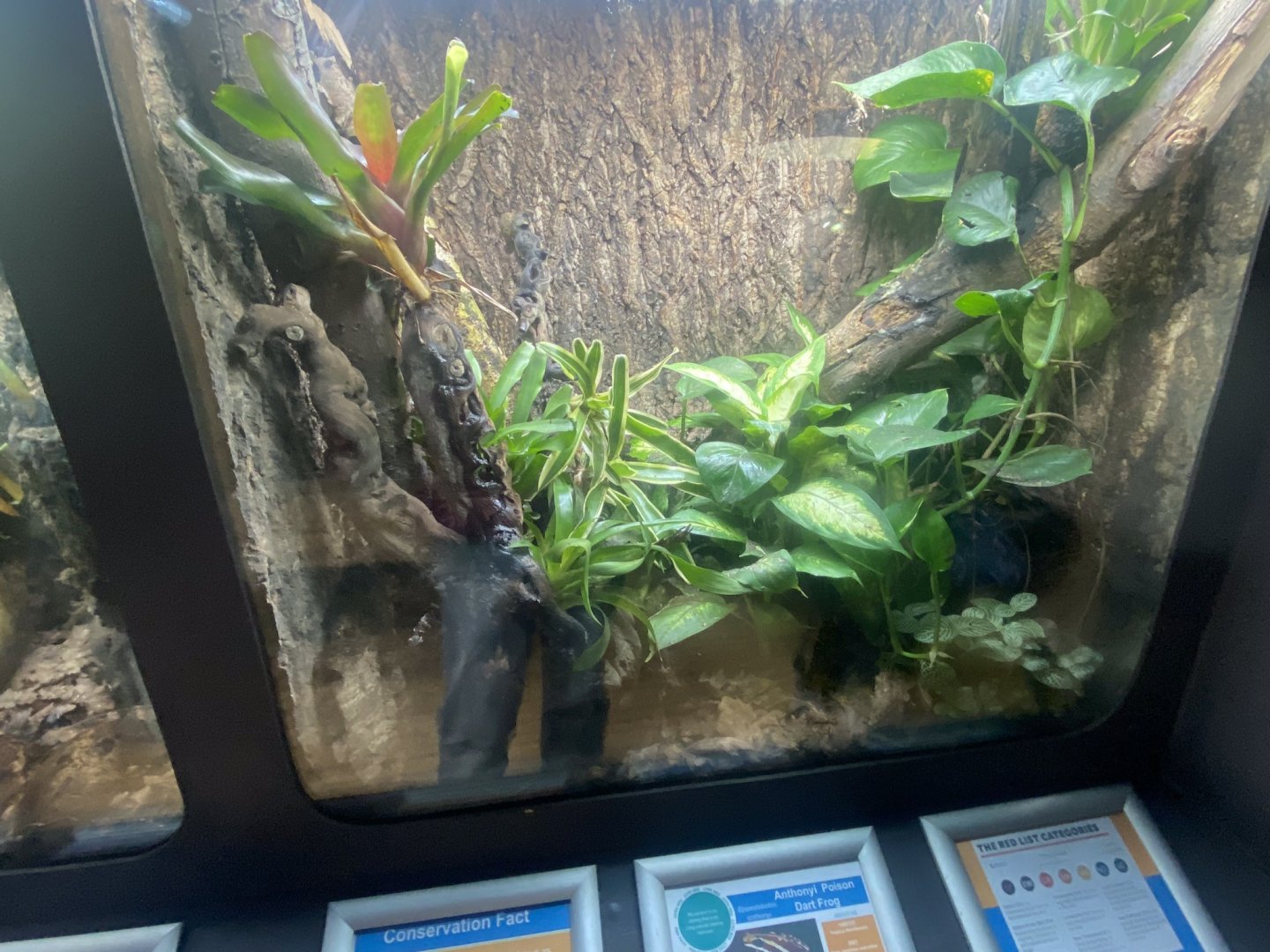 Frog Zone - Anthony’s poison arrow frog exhibit 251123