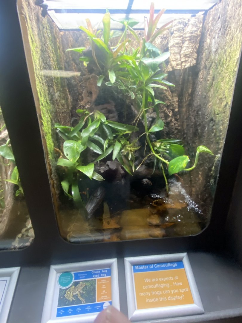 Frog Zone - Chapa bug-eyed frog exhibit 251123