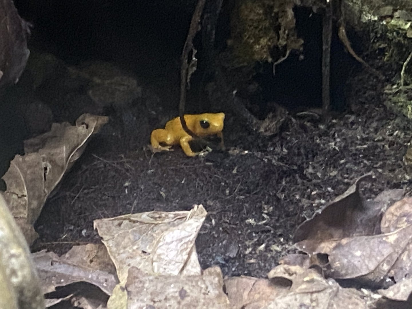 Frog Zone - Golden mantella 251123