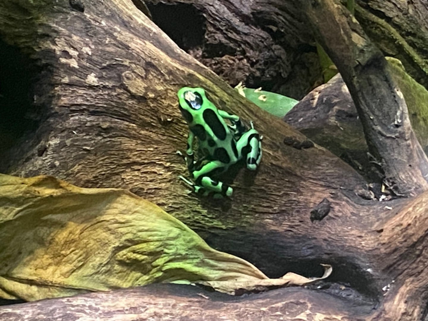 Frog Zone - Green and black poison dart frog 251123