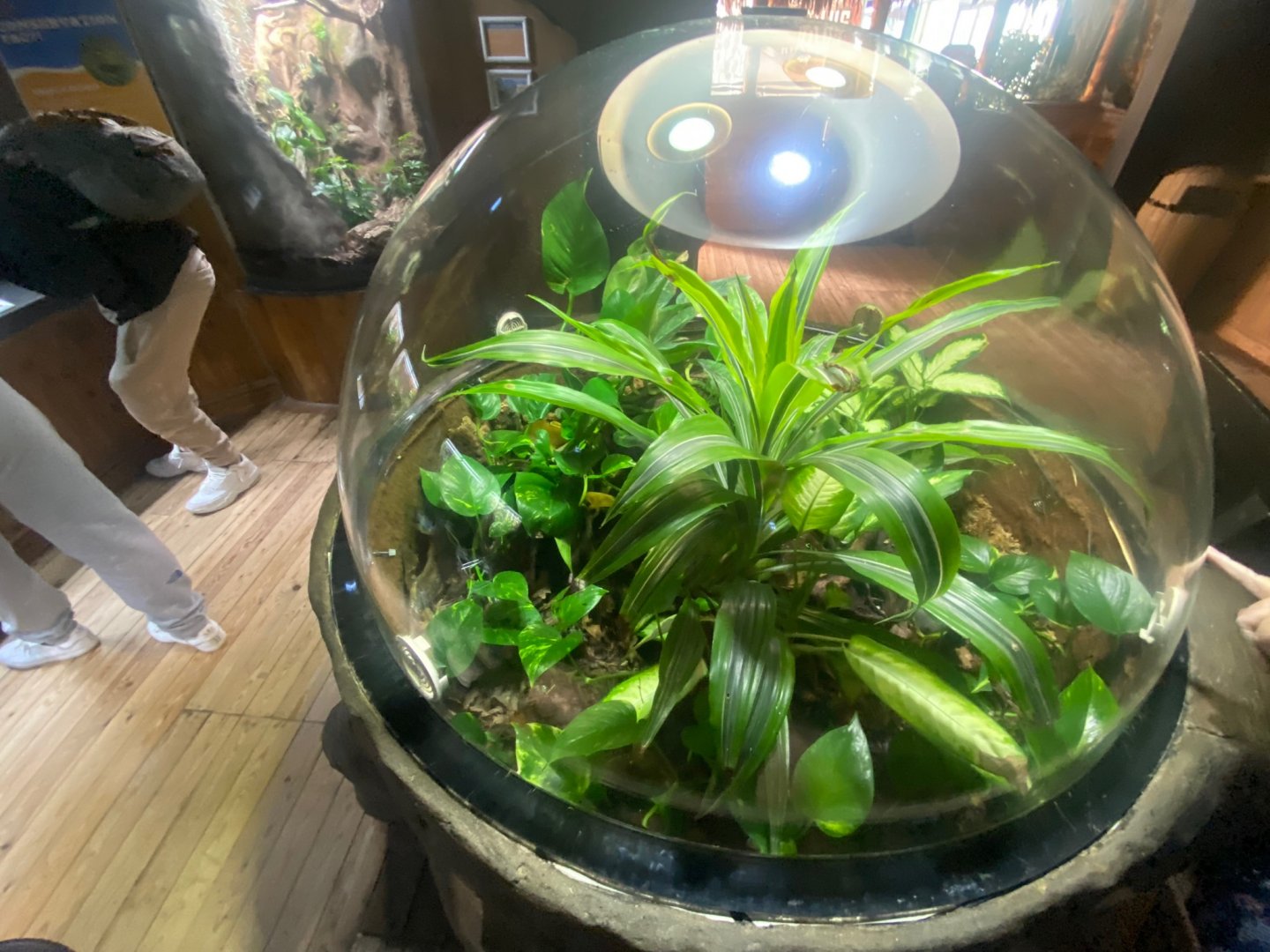 Frog Zone - Green and black poison dart frog exhibit 251123