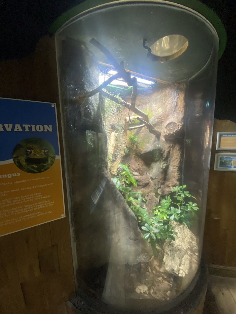 Frog Zone - Madagascar tree boa 251123