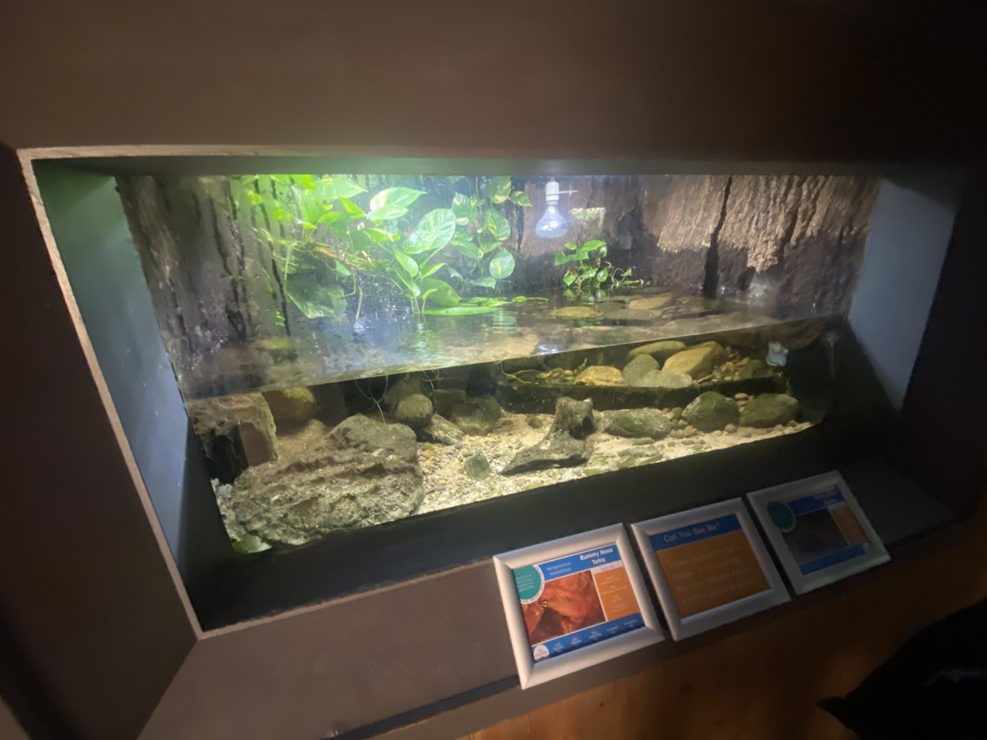 Frog Zone - Mata-mata exhibit 251123