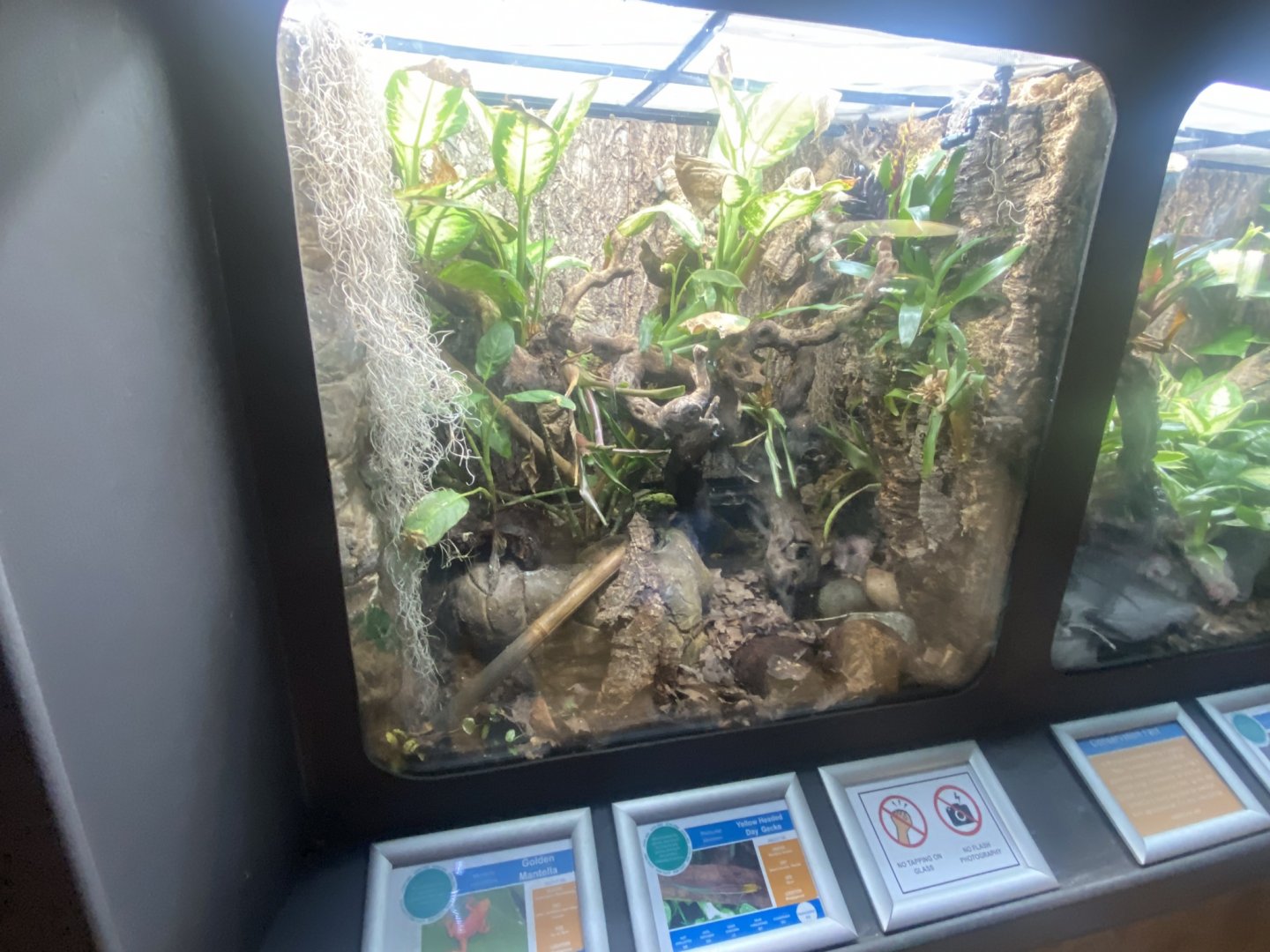 Frog Zone - mixed exhibit 251123