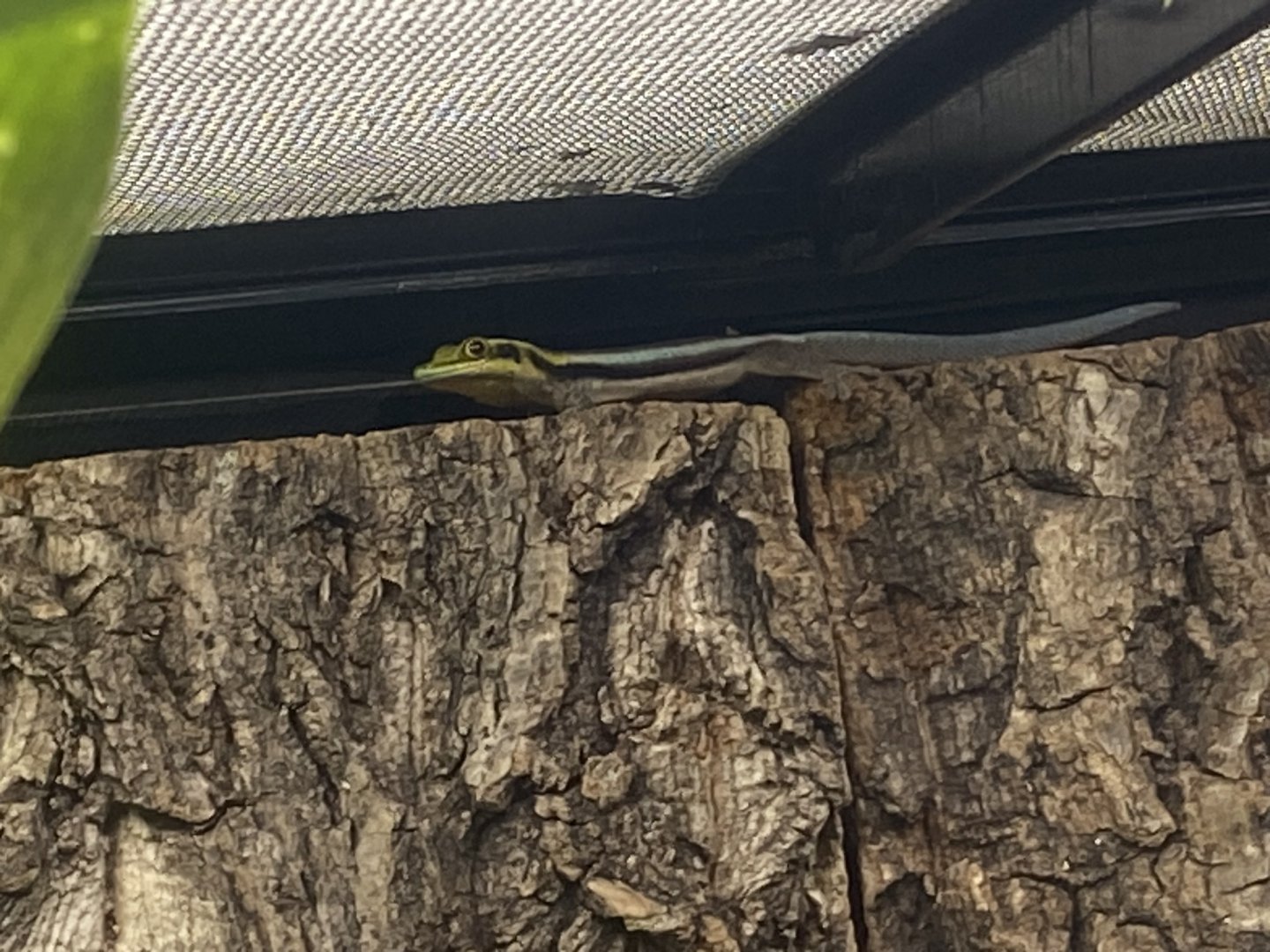 Frog Zone - Yellow-headed day gecko 251123