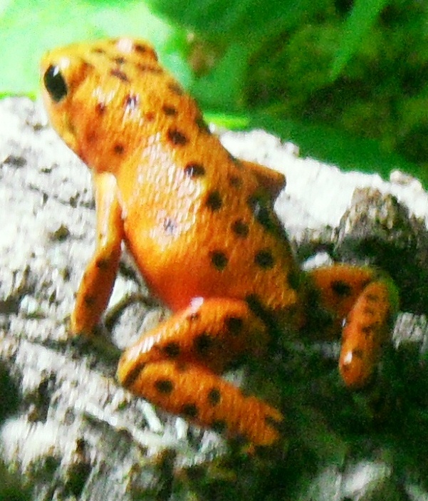 Frog :)