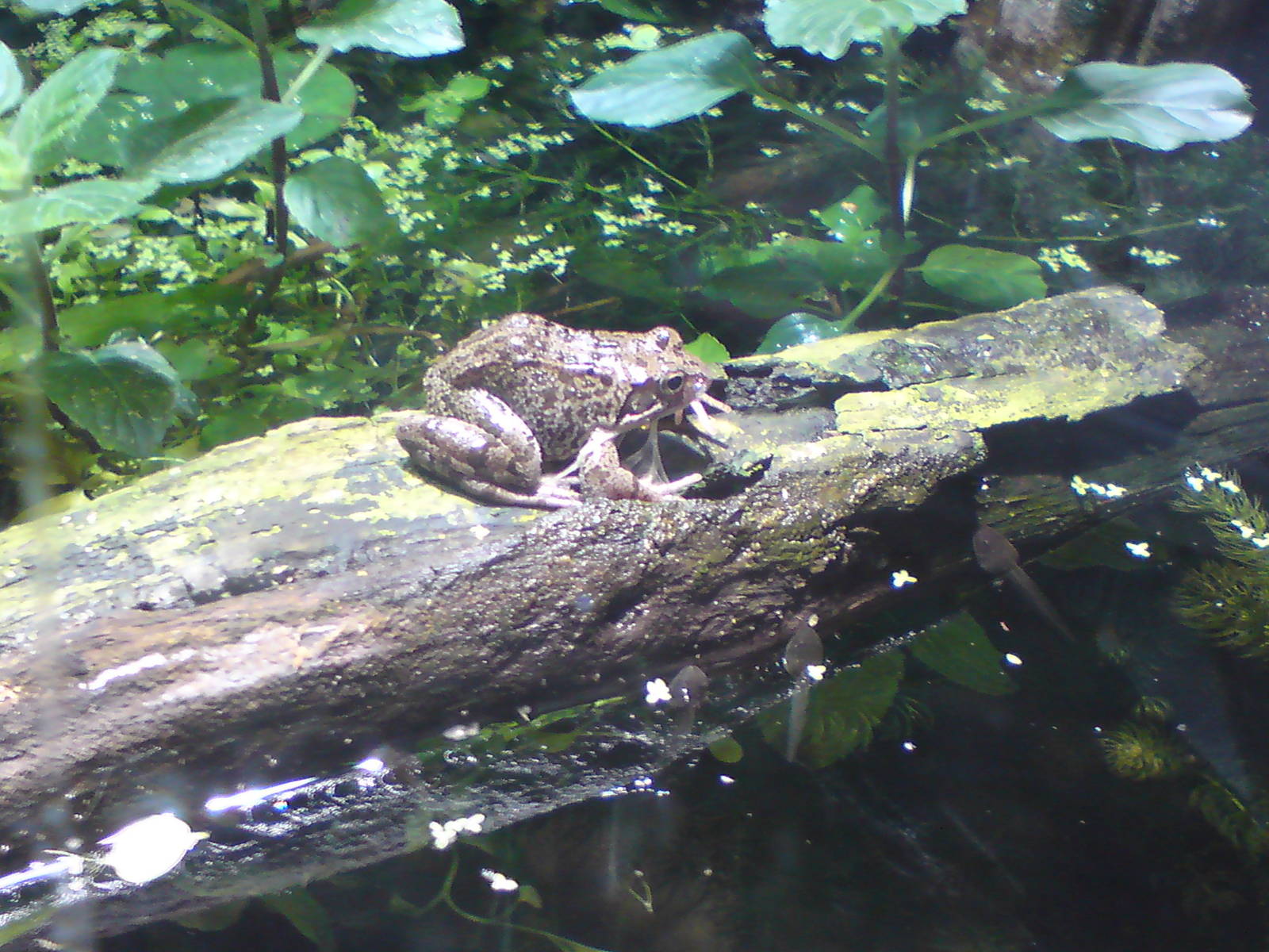 Frog